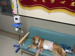 -爱派特动物医院·全科诊疗中心