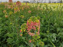 -中国天府农业博览园