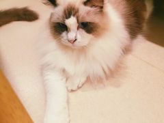 -猫在这儿猫咪咖啡馆·撸猫馆