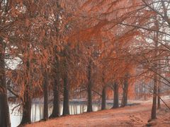 -上海海湾国家森林公园