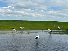 -黑龙江扎龙生态旅游区