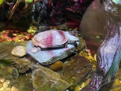 -上海海洋水族馆