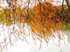 -深圳市中科院仙湖植物园