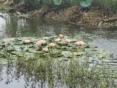 -同銮特种养殖场·龙虾垂钓