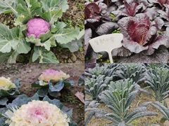 -中国天府农业博览园