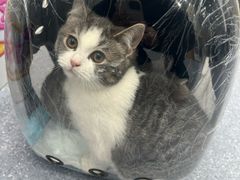 -爱佳宠物中心医院24H·CT·骨外科·猫专科(瑶海万达店)