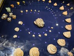 -青岛贝壳博物馆