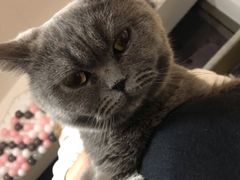 -这儿没有猫·猫咖萌宠馆·撸猫