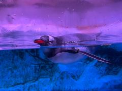 -暹罗海洋世界