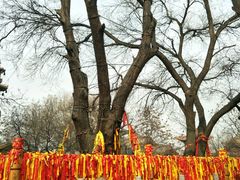 -大槐树寻根祭祖园
