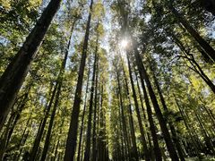 -东平国家森林公园