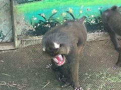 -西霞口神雕山野生动物世界