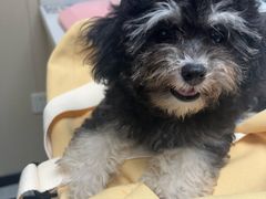 -安安宠医宠物医院·异宠·犬猫内科(岳阳分院)