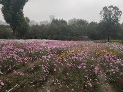 -武汉园博园(武汉自然博物馆)