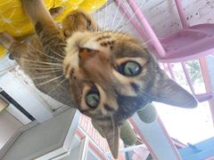 -喵屿·大理花园猫咖