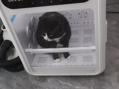 -爱洗澡的猫(望京店)