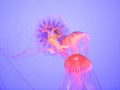 -上海海洋水族馆