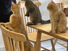 -楼上猫咖(罗湖店)