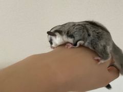 -瑞派·关忠动物医院·异宠专科·犬猫肿瘤·皮肤专科(望京店)