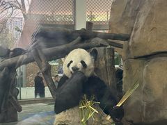 -成都动物园