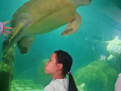-广东惠东海龟国家级自然保护区