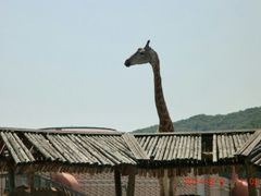 android_upload_pic-哈尔滨北方森林动物园