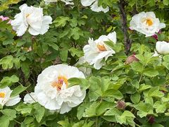 -震九州熟食(凯旋路店)