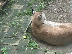 -青藏高原野生动物园