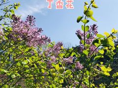 -北京西山国家森林公园