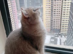 -猫大福·Fortune Cat猫舍(百子湾店)