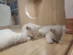 -屋虎猫馆(宝安大仟里店)