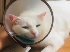 -创凡宠物医院·骨专科  猫科中心(西乡分院)