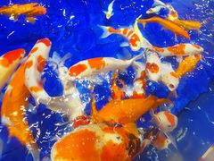 -鹏天阁酒楼·海鲜(红旗店)