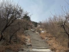 -北京西山国家森林公园