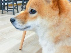 -柴迷FANS CLUB·柴犬狗咖·猫咖
