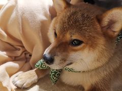 -逗柴咖啡屋·狗咖猫咖宠物桌游