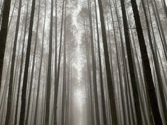 -山王坪喀斯特国家生态公园