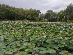 -长春北湖公园