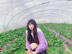 -喜杨洋草莓采摘园