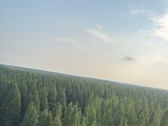 -黄海国家森林公园