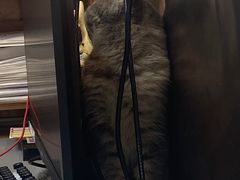 -宠颐生宠物医院·心肾内科·猫专科诊疗中心宠巢店