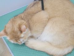 -芭比堂宠物医院·全科爱猫医院·仁德分院