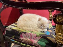 -猫色咖啡·猫咖