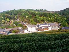 -龙井村