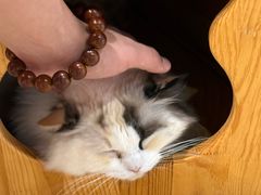 -藏猫猫咖啡主题馆(中央大道店)