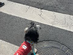 -半岛宠物医院24小时(西派城店)