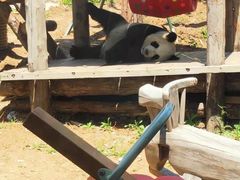 -大连森林动物园