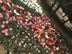 -石家庄市植物园