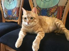 -more than meow吴止猫主题餐厅(承德 中船汇店)