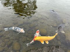 -水前寺成趣园